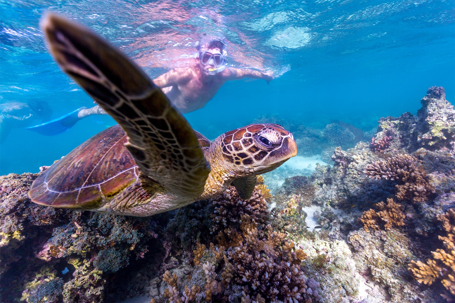 Turtles on Ningaloo Reef off Exmouth