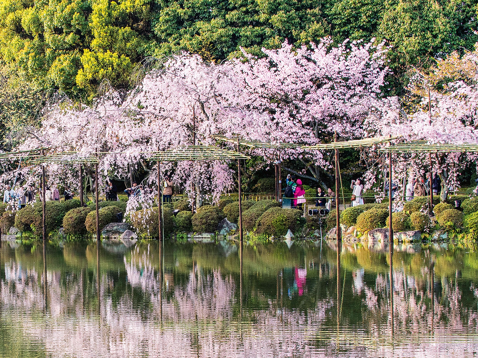 trip a deal japan cherry blossoms