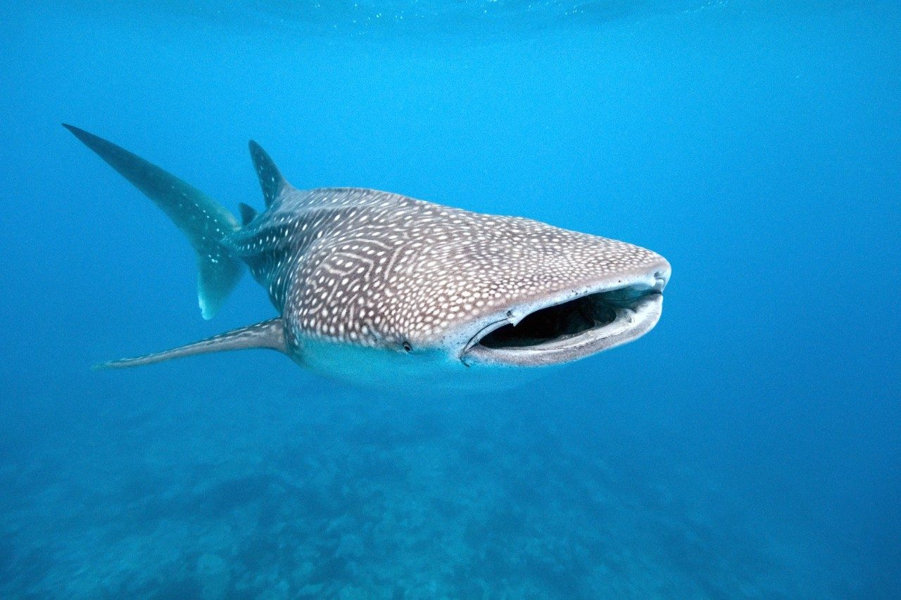 Swimming with Whale Sharks in Western Australia | Insider